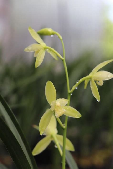 蘭花種植材料|蘭花怎麼種才漂亮？專業蘭花栽培指南全公開！ 